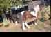 Handsome chunk of a Cob &ndash; John in Rainham, Essex