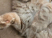 Purebred mainecoon rehome