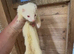 Small albino hob