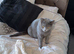 British Shorthair Female &ndash; Looking for a Loving Home
