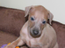 KC Reg Italian Greyhounds