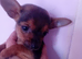 Deposit has been paid on gray puppy and other two have been removed will update accordingly by the 1st June if the gray one was collected or not