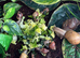 Giant African Land Snails (Lissachatina fulica)