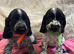 Stunning show type cocker spaniel puppies