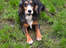 Rocky 4 year old male