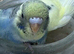 Budgies available 2x boys 1x girl
