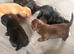 F1b cockapoo puppies