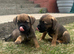 Stunning border terrier Puppies