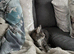 Maincoon kitten boy