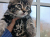 Maine coon xxx
