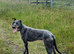 Lurcher dog 4yr old