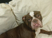 5 year old English Bulldog