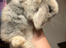 Various mini lops