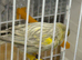 Silver and yellow canarie male