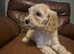 GIRL COCKERPOO PUPPY