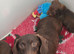 Miniature dachshund adult