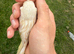 Female canarie