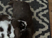 Gorgeous free mini lop brothers