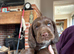 Chocolate spaniels 7 week ols