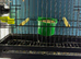Goldfinch mule