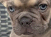 Lovely French bulldog make