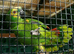 Breeding bonded pair of blue fronted amazons