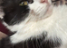 Beautiful girl called Delilah for new home
