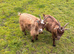 Female pigmy goats