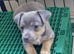 For Sale Beautiful Jack Russell Puppies