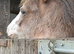 12 month old strawberry roan filly