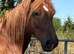 Lovely 3 year old for sale
