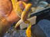 Super dwarf reticulated python
