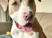Olive needs her forever home