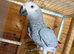 African Grey Young Parrots - Hens
