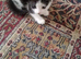 Nice kitten