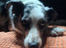 Blue merle BC bi eyed male