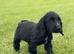 Show type  cocker spaniel