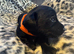 Stunning Miniature Dachshund x Cocker Spaniel Puppies