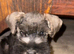 Schnauzer mini puppy s 2.