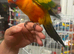 SUN CONURE