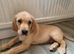 Adorable Goldadors waiting for new homes !!