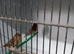 Redpolls abcr