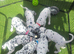 Stunning kc registered dalmatian puppies