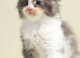 Pedigree MaineCoon Kittens