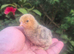 Sablepoot unsexed chicks available