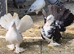 Fantails pair and a youngster