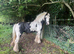 13hh cob mare riding