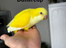 LAST 2 hand reared Quaker babies left