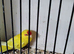 Female Buttercup Kakariki