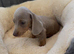 Miniature Dachshund girls